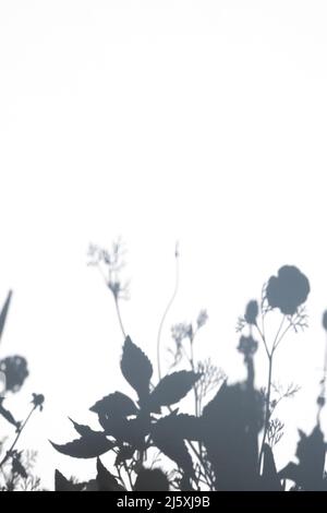 Graue Schatten der Blume und des Grases an der weißen Wand an sonnigen Tagen. Abstrakter neutraler Sommerhintergrund mit Kopierraum. Stockfoto