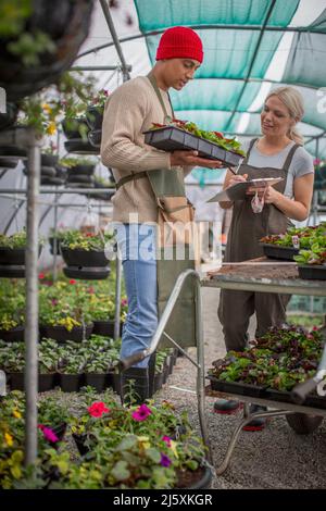 Baumschulpersonal inspiziert Pflanzen im Gewächshaus Stockfoto