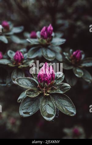schöne Gartenblumen Stockfoto