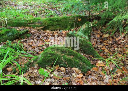Grünes Moos auf alten toten Wäldern im nassen Wald Stockfoto