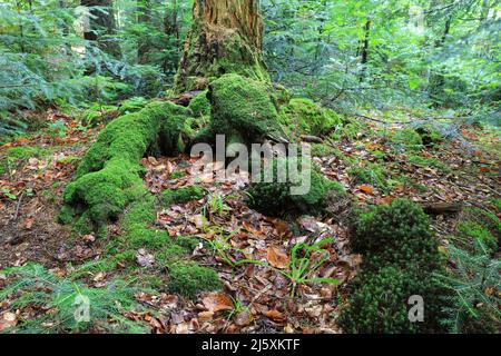 Szene mit grünem Moos auf altem toten Baum in tiefen Fores Stockfoto