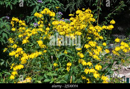 Rudbeckia laciniata (Cutleaf Coneflower, Yellow Coneflower, Wild Goldenglow, Green Headed Coneflower, Green Head Coneflower) wächst im Sommer. Stockfoto