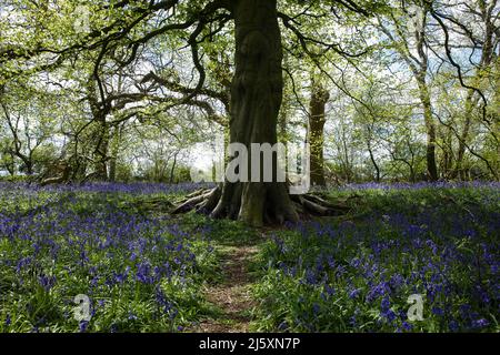 Farnborough, Großbritannien. 25.. April 2022. An einem sonnigen Frühlingstag werden Bluebells um einen Baum herum abgebildet. Kredit: Mark Kerrison/Alamy Live Nachrichten Stockfoto