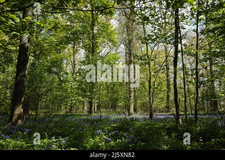 Farnborough, Großbritannien. 25.. April 2022. An einem sonnigen Frühlingstag werden Bluebells im Wald abgebildet. Kredit: Mark Kerrison/Alamy Live Nachrichten Stockfoto