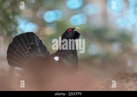 Das mächtige westliche Auerhuhnmännchen, das große Mitglied der Familie der Auerhuhn (Tetrao urogallus) Stockfoto