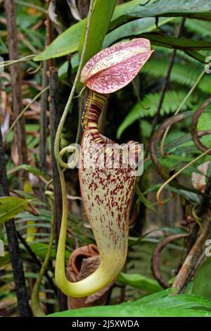 Tropischen Kannenpflanze, lackiert Kannenpflanze oder Burbidge von burbidgeae Pitcher-Plant (Nepenthes), eine fleischfressende Pflanze im Regenwald, Borneo, Malaysia Stockfoto