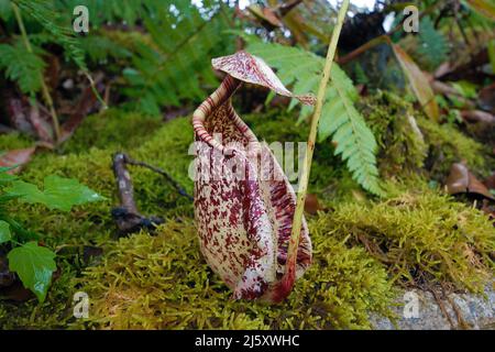 Tropischen Kannenpflanze, lackiert Kannenpflanze oder Burbidge von burbidgeae Pitcher-Plant (Nepenthes), eine fleischfressende Pflanze im Regenwald, Borneo, Malaysia Stockfoto