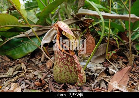 Tropischen Kannenpflanze, lackiert Kannenpflanze oder Burbidge von burbidgeae Pitcher-Plant (Nepenthes), eine fleischfressende Pflanze im Regenwald, Borneo, Malaysia Stockfoto