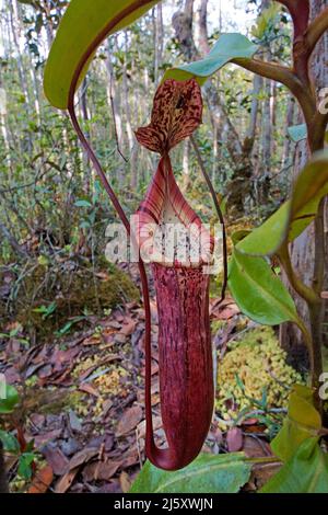 Tropischen Kannenpflanze, lackiert Kannenpflanze oder Burbidge von burbidgeae Pitcher-Plant (Nepenthes), eine fleischfressende Pflanze im Regenwald, Borneo, Malaysia Stockfoto