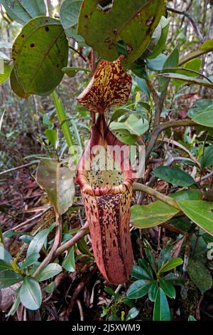 Tropischen Kannenpflanze, lackiert Kannenpflanze oder Burbidge von burbidgeae Pitcher-Plant (Nepenthes), eine fleischfressende Pflanze im Regenwald, Borneo, Malaysia Stockfoto