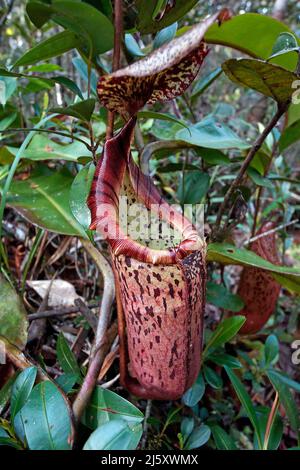 Tropischen Kannenpflanze, lackiert Kannenpflanze oder Burbidge von burbidgeae Pitcher-Plant (Nepenthes), eine fleischfressende Pflanze im Regenwald, Borneo, Malaysia Stockfoto