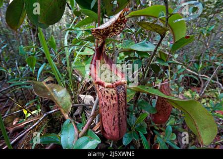 Tropischen Kannenpflanze, lackiert Kannenpflanze oder Burbidge von burbidgeae Pitcher-Plant (Nepenthes), eine fleischfressende Pflanze im Regenwald, Borneo, Malaysia Stockfoto