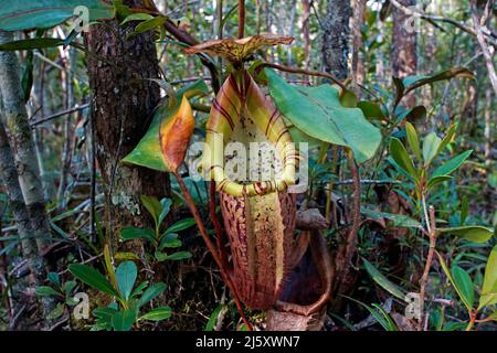 Tropischen Kannenpflanze, lackiert Kannenpflanze oder Burbidge von burbidgeae Pitcher-Plant (Nepenthes), eine fleischfressende Pflanze im Regenwald, Borneo, Malaysia Stockfoto