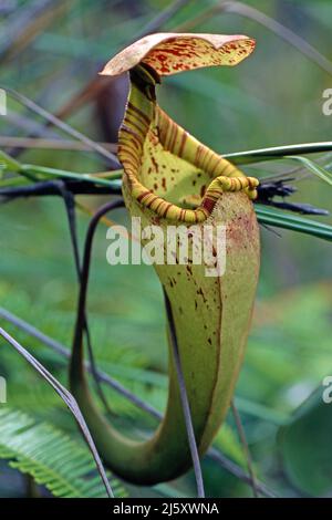 Tropischen Kannenpflanze, lackiert Kannenpflanze oder Burbidge von burbidgeae Pitcher-Plant (Nepenthes), eine fleischfressende Pflanze im Regenwald, Borneo, Malaysia Stockfoto