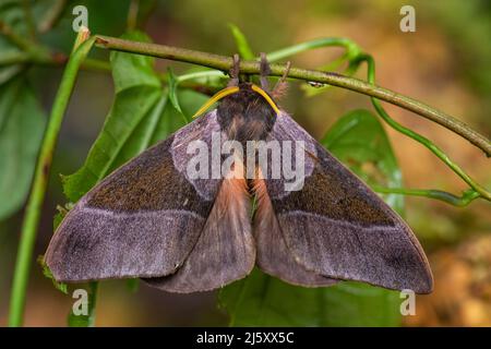 Emperor Motte - Dirphia avia, schöne große Motte aus südamerikanischen Wäldern und Wäldern, Ecuador. Stockfoto