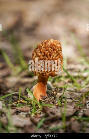 Echter Morchel, Morchella esculenta essbarer Pilz. Andalusien, Spanien. Stockfoto