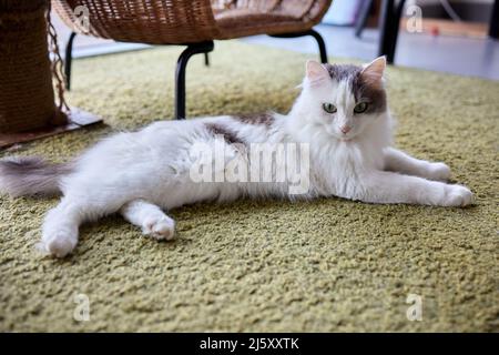 Junge weiße Katze sitzt bequem auf einer Gummimatte. Auf dem Boden des Hauses Draufsicht auf Haar in silbernem Blauton liegend und seitlich Stockfoto