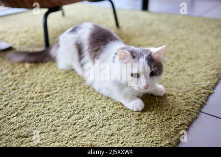 Junge weiße Katze sitzt bequem auf einer Gummimatte. Auf dem Boden des Hauses Draufsicht auf Haar in silbernem Blauton liegend und seitlich Stockfoto