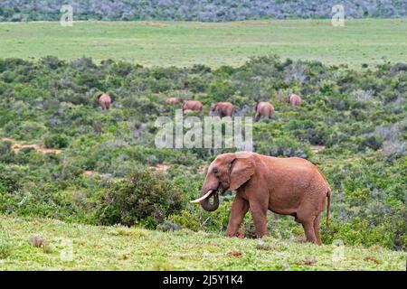 Herde afrikanischer Buschelefanten (Loxodonta africana) grasen im Addo Elephant National Park in der Nähe von Gqeberha, Eastern Cape Province, Südafrika Stockfoto