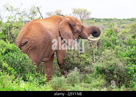 Afrikanischer Buschelefant (Loxodonta africana), der Blätter von Strauch mit Rüssel im Addo Elephant National Park, Gqeberha, Eastern Cape, Südafrika frisst Stockfoto