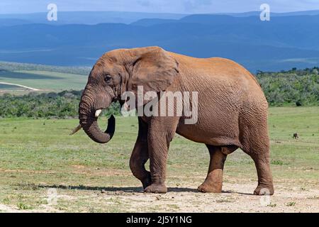 Afrikanischer Buschelefant (Loxodonta africana) mit gebrochenem Stoßzahn im Addo Elephant National Park, Gqeberha, Eastern Cape Province, Südafrika Stockfoto