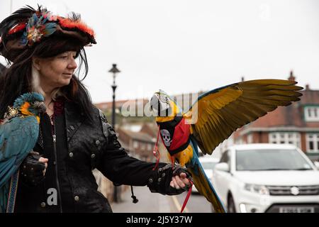 WHITBY, ENGLAND. April 24. 2022. Inhaber von Parrots & Pirates Ltd, der zwei Papageien hält, wird am Goth-Wochenende auf der Bridge Street in Whitby gesehen. Stockfoto