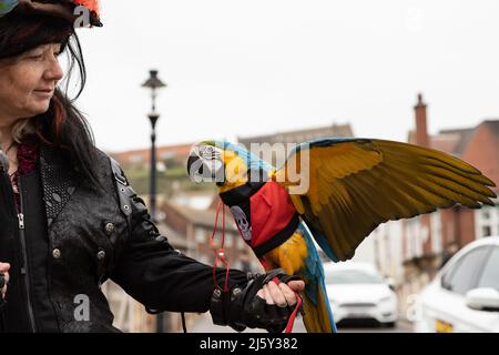 WHITBY, ENGLAND. April 24. 2022. Inhaber von Parrots & Pirates Ltd, der zwei Papageien hält, wird am Goth-Wochenende auf der Bridge Street in Whitby gesehen. Stockfoto