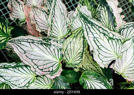 Caladium ist eine Gattung blühender Pflanzen aus der Familie der Araceae. Sie sind oft unter dem gemeinsamen Namen Elefantenohr, Herz Jesu und Engelsflügel bekannt. Stockfoto