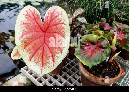 Caladium ist eine Gattung blühender Pflanzen aus der Familie der Araceae. Sie sind oft unter dem gemeinsamen Namen Elefantenohr, Herz Jesu und Engelsflügel bekannt. Stockfoto
