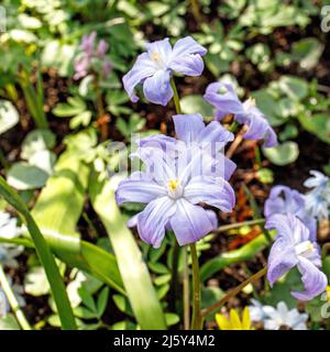 scilla luciliae in einem Feld in der Nähe eines Waldes im frühen Frühjahr. Quadratischer Rahmen Stockfoto