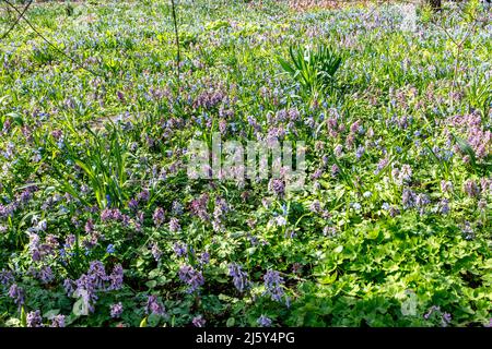 scilla luciliae und Corydalis in einem Feld in der Nähe eines Waldes im frühen Frühjahr. Die Teppiche von Primeln im Apothekergarten: Honigkorydalis, Pushkinia, blu Stockfoto