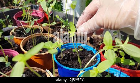 4K Video, die Hände einer weiblichen Agronomin in Handschuhen, überprüfen Sie die jungen Sämlinge von Zucchini, bevor sie in den Boden Pflanzen. Das Konzept der gesunden Organi Stockfoto