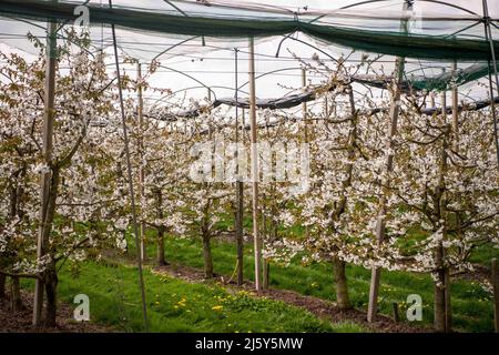 Hollern Twielenfleth, Deutschland. 26. April 2022. Kirschbäume blühen in der Altstadt. Quelle: Melissa Erichsen/dpa/Alamy Live News Stockfoto