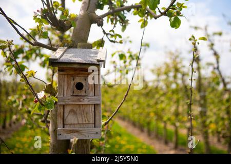 Hollern Twielenfleth, Deutschland. 26. April 2022. Ein Vogelhaus hängt an einem Apfelbaum. Quelle: Melissa Erichsen/dpa/Alamy Live News Stockfoto