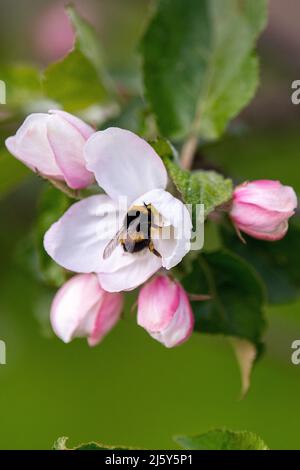 Hollern Twielenfleth, Deutschland. 26. April 2022. Eine Hummel kriecht in die Blüte eines Apfelbaums. Quelle: Melissa Erichsen/dpa/Alamy Live News Stockfoto