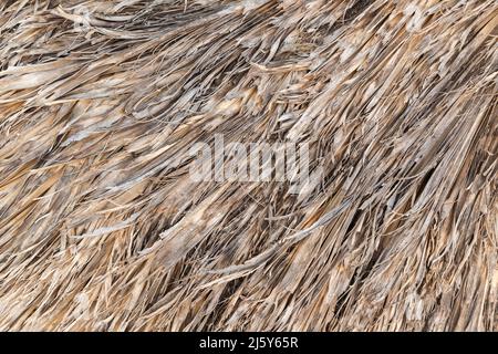 Natürliche Dachziegel aus Palmblättern, Nahaufnahme Hintergrund Foto Textur Stockfoto