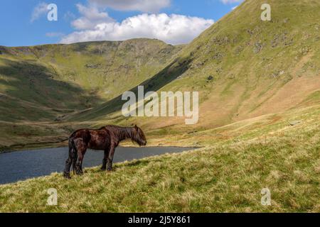 Old Fell Pony im oberen Bereich des Kentmere Valley Stockfoto