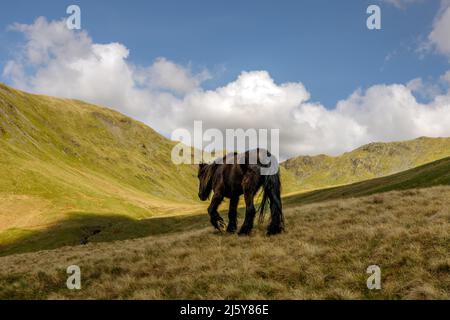 Old Fell Pony im oberen Bereich des Kentmere Valley Stockfoto