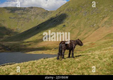 Old Fell Pony im oberen Bereich des Kentmere Valley Stockfoto