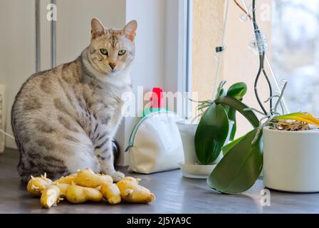 Bengalkatze sitzt neben gekeimten Kartoffeln. Stockfoto