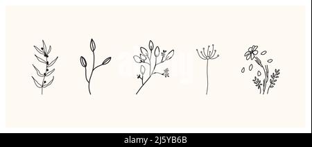 Set aus Kräutern und Wildblumen. Handgezeichnete florale Elemente. Vektorgrafik Stockfoto