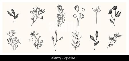 Set aus Kräutern und Wildblumen. Handgezeichnete florale Elemente. Vektorgrafik Stockfoto