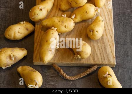 Auf einem dunklen Tisch und Holzbrett gekeimte Samenkartoffeln Stockfoto