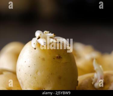 Gekeimte Kartoffeln. Makroaufnahme von Saatkartoffeln mit Sprossen. Wurzelpflanzen zum Pflanzen. Landwirtschaft und Landwirtschaft. Stockfoto