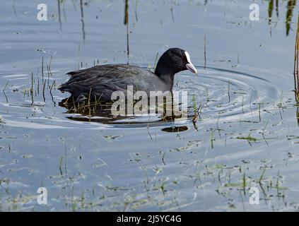 A Coot, Silverdale, Carnforth, Lancashire, Großbritannien Stockfoto