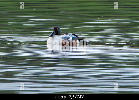 Eine Northern Shoveler Ente, Silverdale, Carnforth, Lancashire, Großbritannien Stockfoto