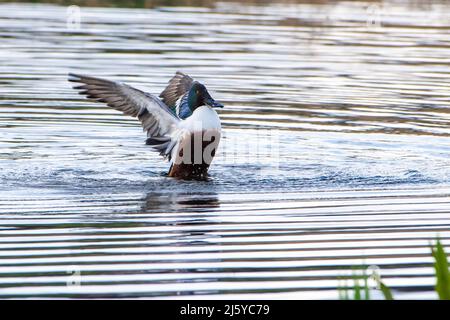 Eine Northern Shoveler Ente, Silverdale, Carnforth, Lancashire, Großbritannien Stockfoto