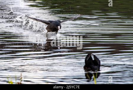 Eine auf dem Wasser landete Rußbeine, Silverdale, Carnforth, Lancashire, Großbritannien Stockfoto