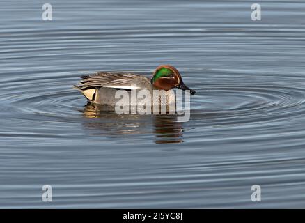 A Green-winged Teal, Silverdale, Carnforth, Lancashire, Großbritannien Stockfoto