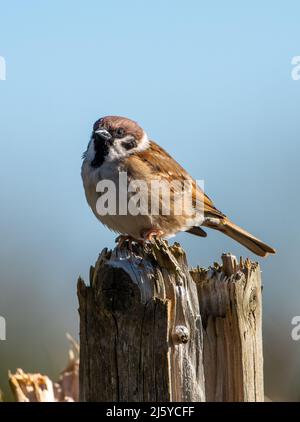 Ein männlicher Baumsperling, Arnside, Cumbria, Großbritannien Stockfoto